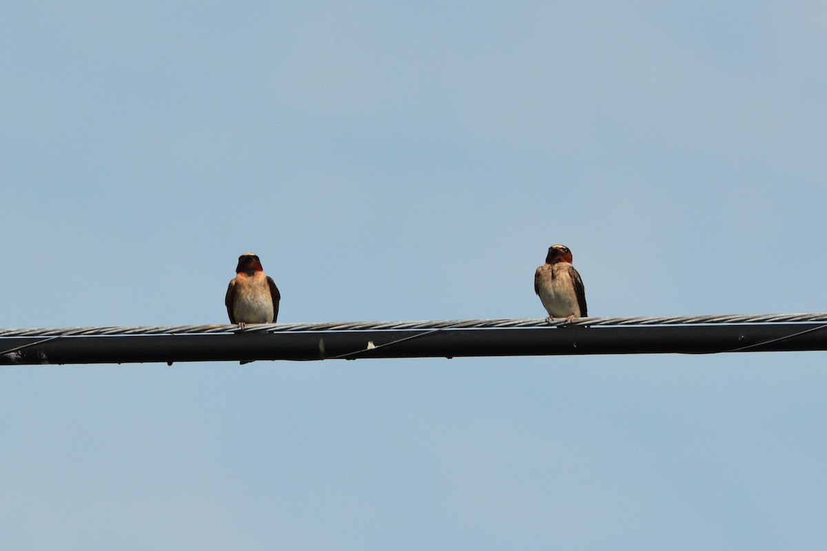 Cliff Swallow - ML30408671