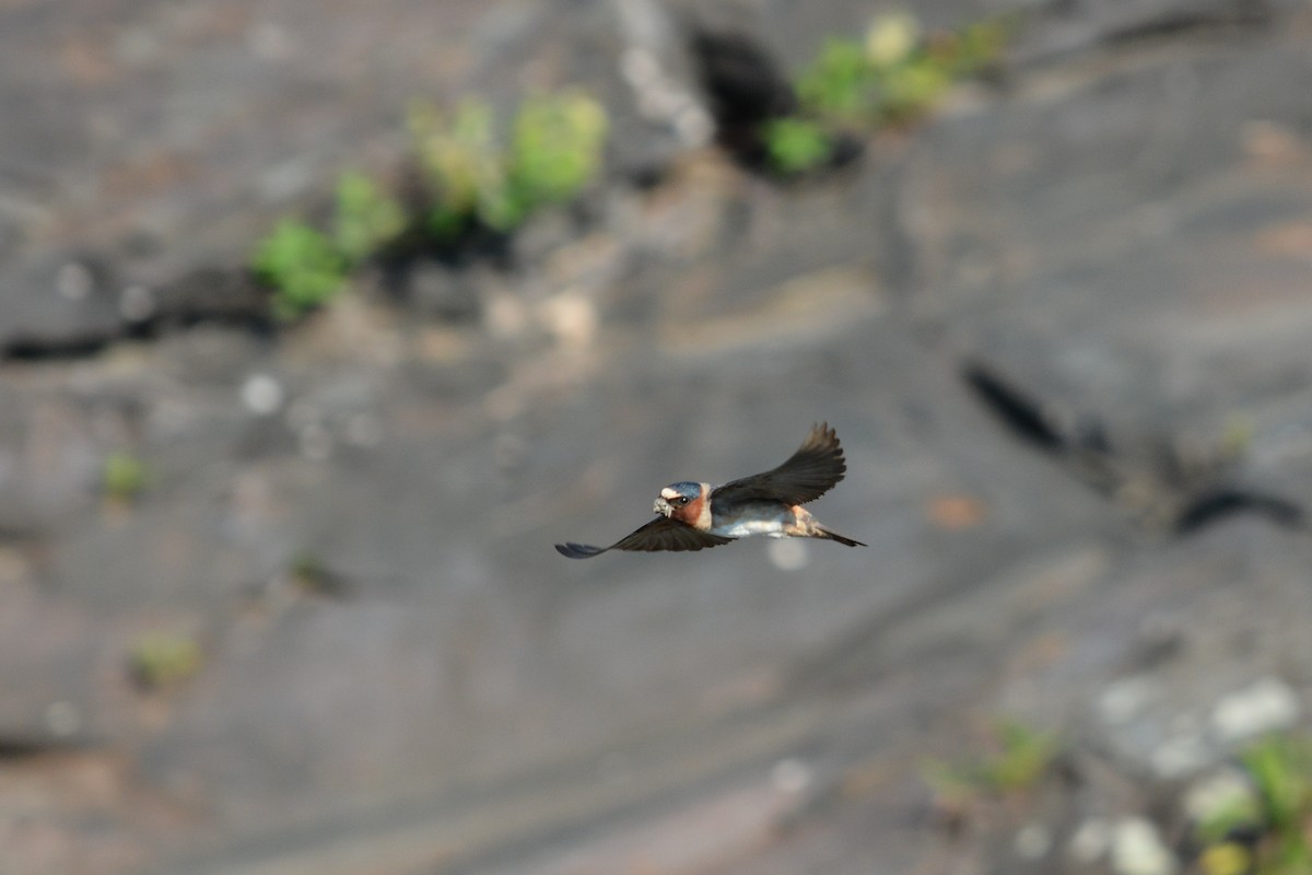 Cliff Swallow - ML30408681