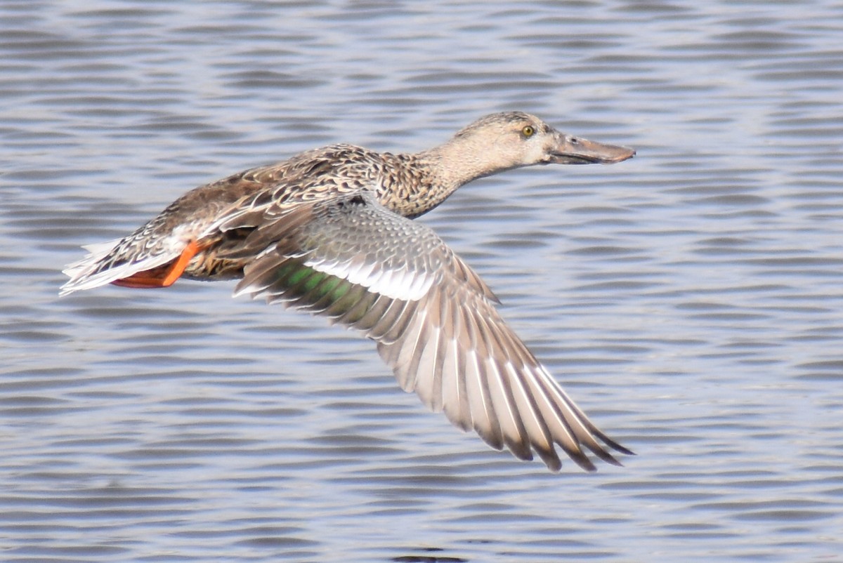 Northern Shoveler - ML304087011