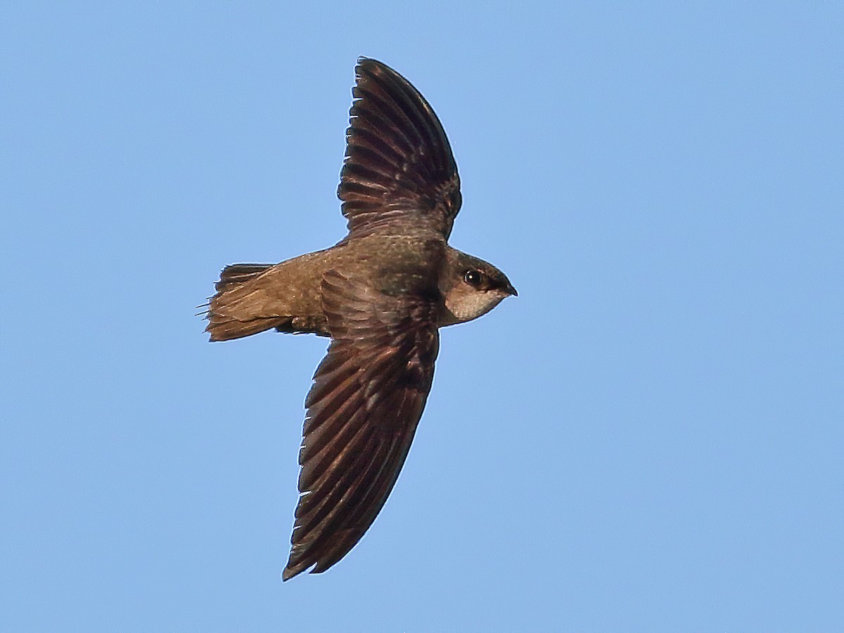 Chimney Swift