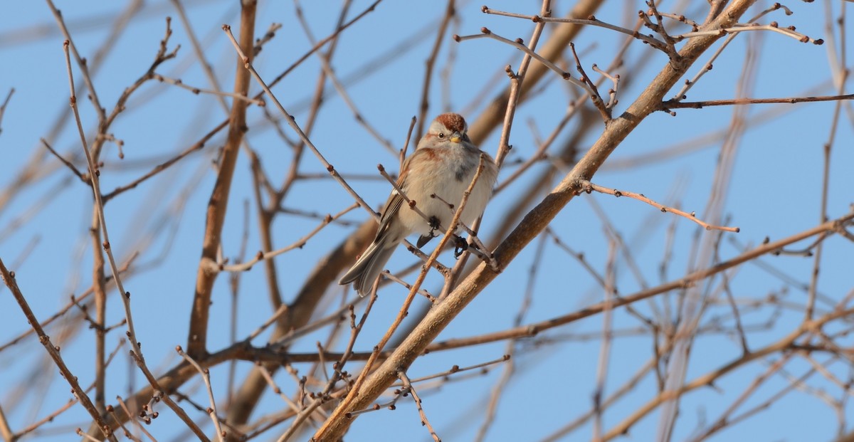 American Tree Sparrow - Spencer Vanderhoof