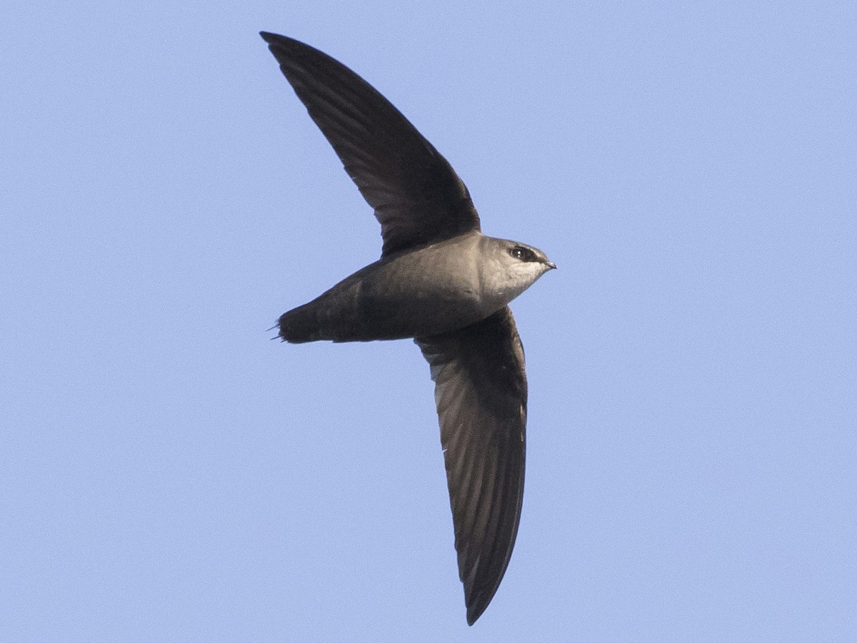 Chimney Swift
