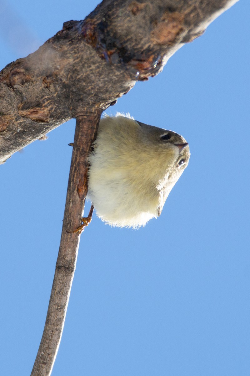 Ruby-crowned Kinglet - Barb Zaenglein