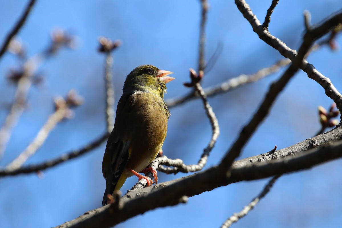 Oriental Greenfinch - ML304088501