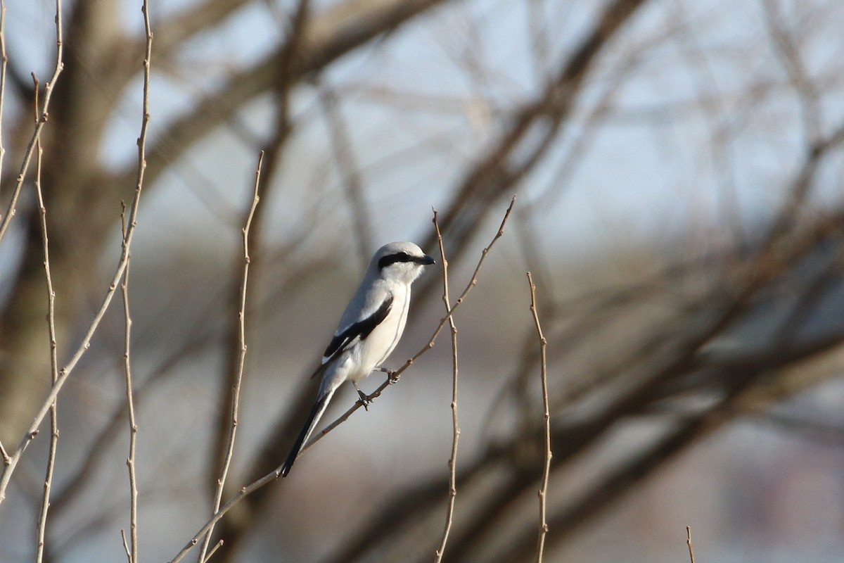 Chinese Gray Shrike - ML304092161