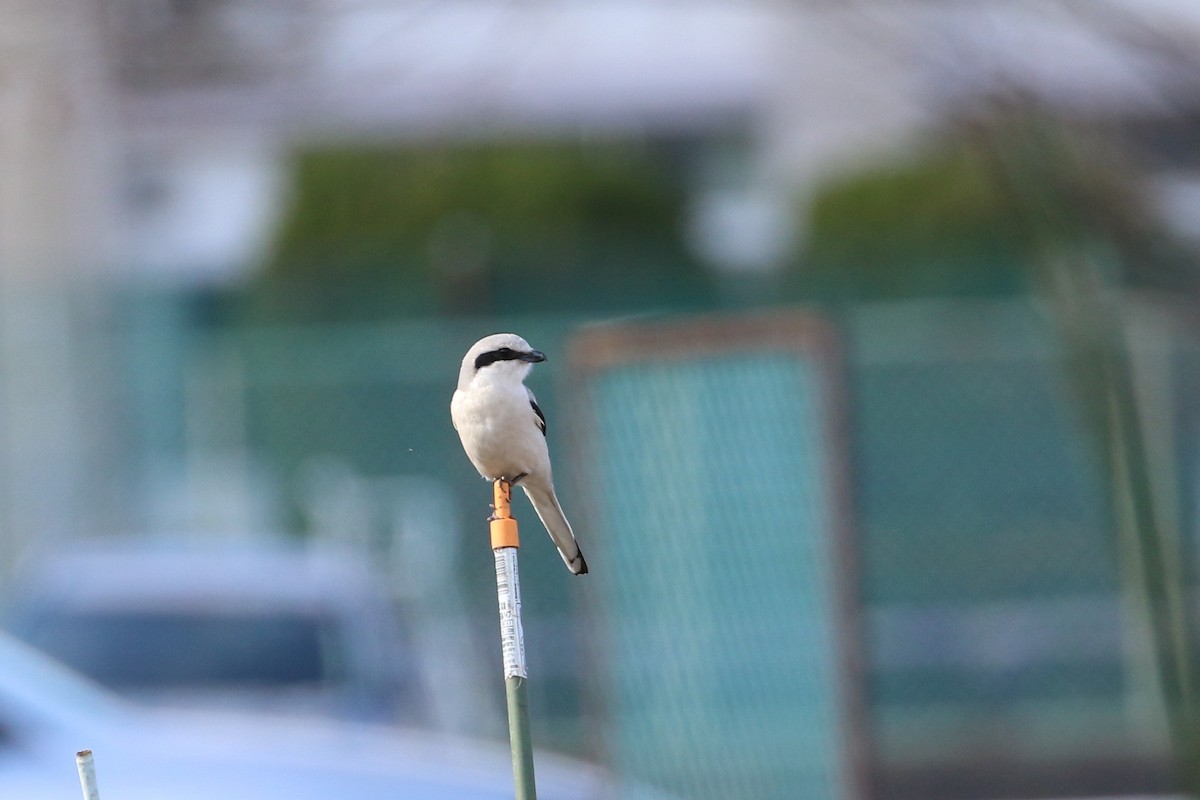 Chinese Gray Shrike - ML304092181