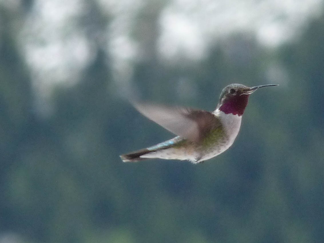 Broad-tailed Hummingbird - Ken&Fay Broten