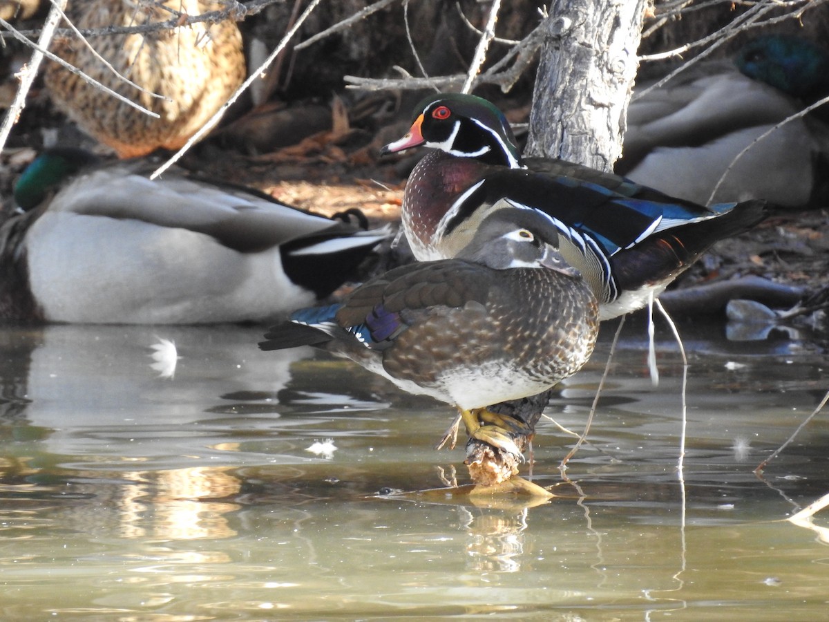 Wood Duck - ML304092831