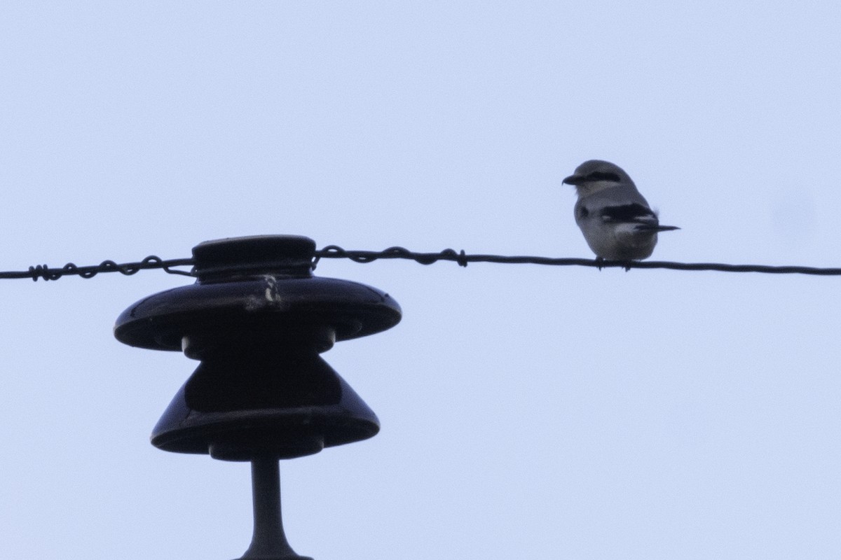 Loggerhead Shrike - ML304093391