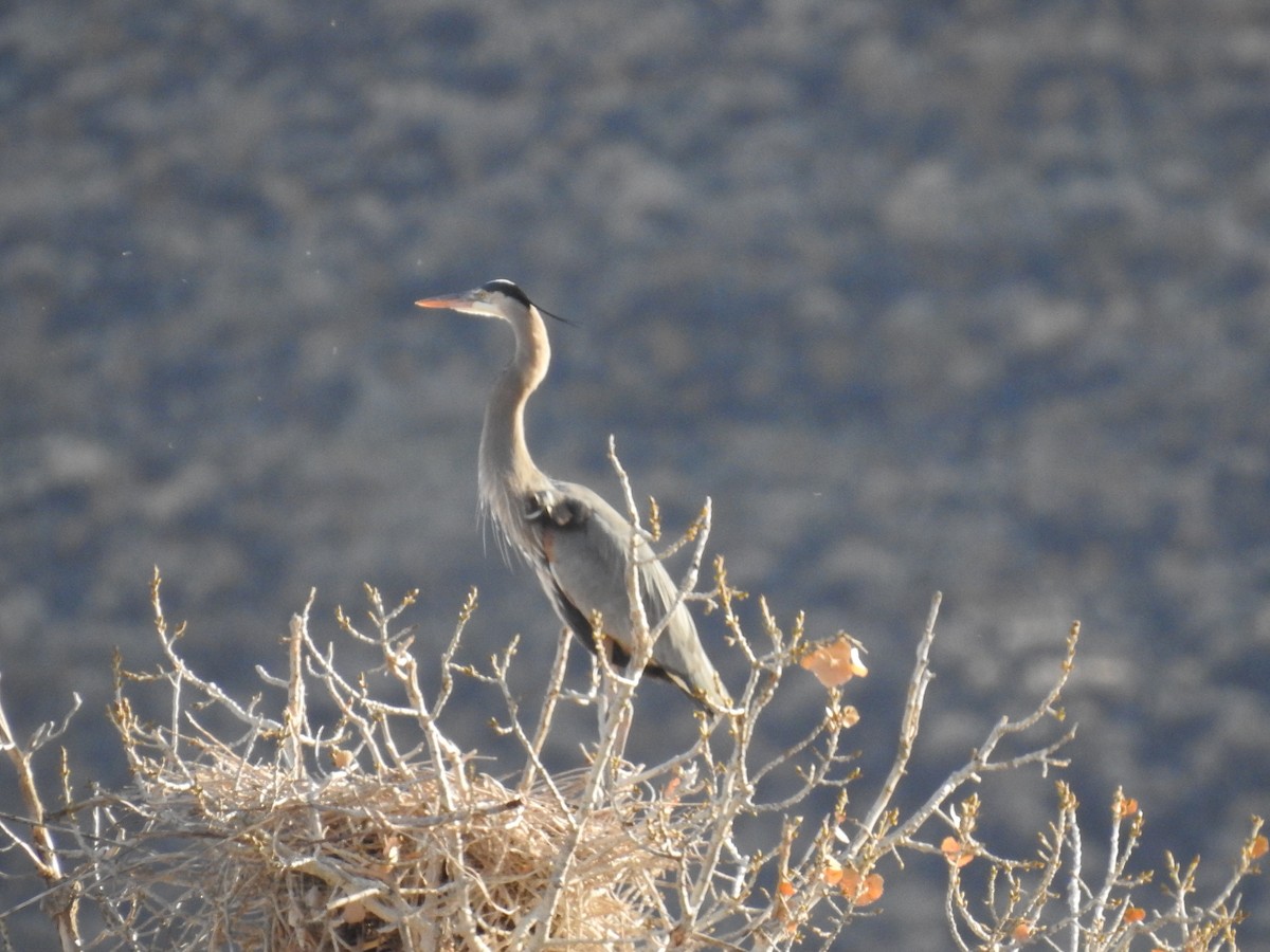 Garza Azulada - ML304093591