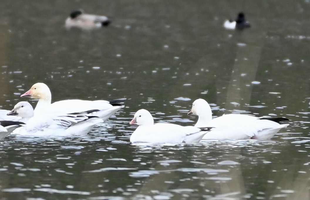 Ross's Goose - ML304094161