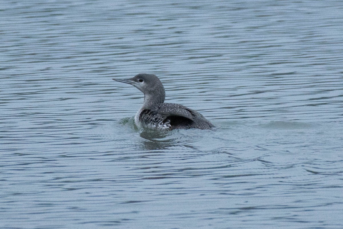 Red-throated Loon - ML304094711