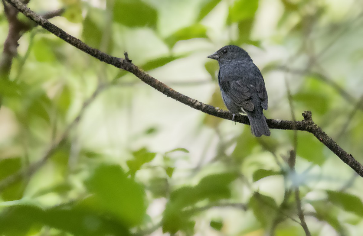 Slaty Finch - Jorge Gabriel Campos