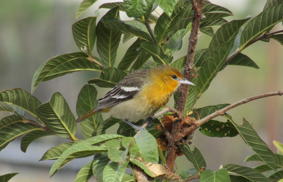 Baltimore Oriole - ML304097501
