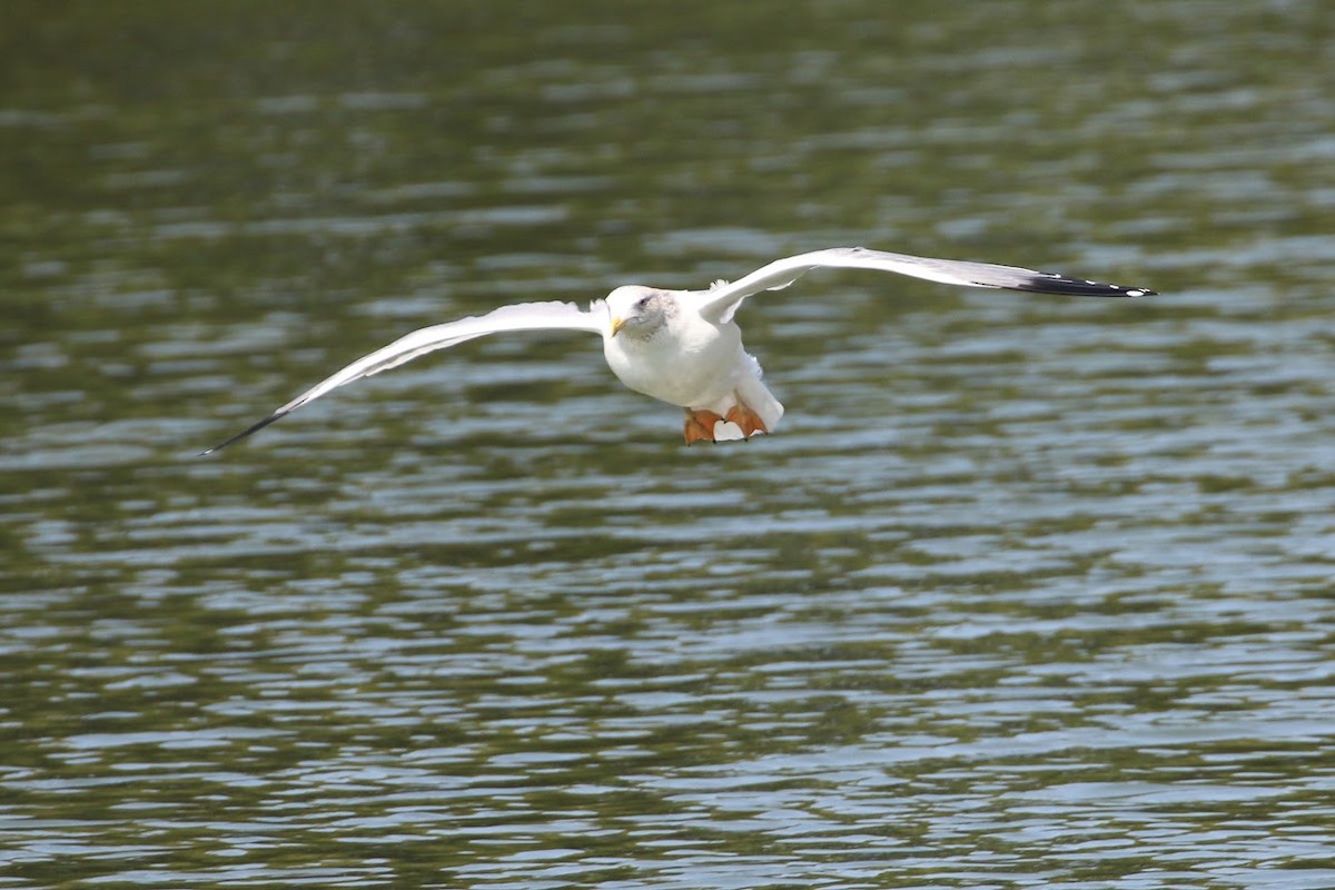 Lesser Black-backed Gull - ML304098261