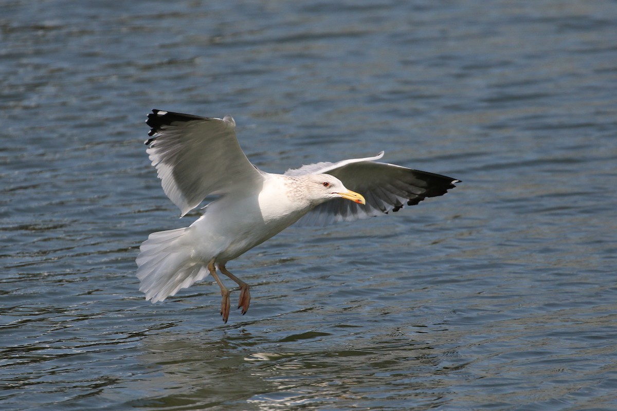 Lesser Black-backed Gull - ML304098351