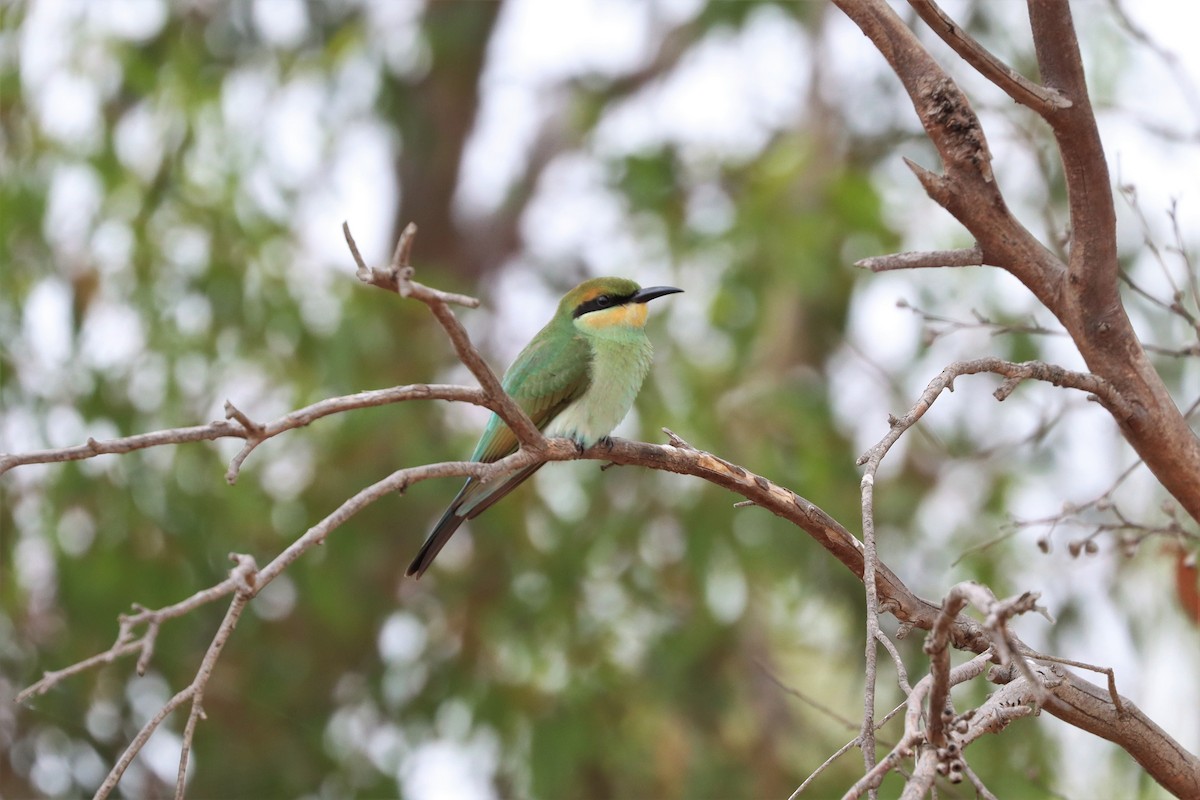 Rainbow Bee-eater - ML304098851