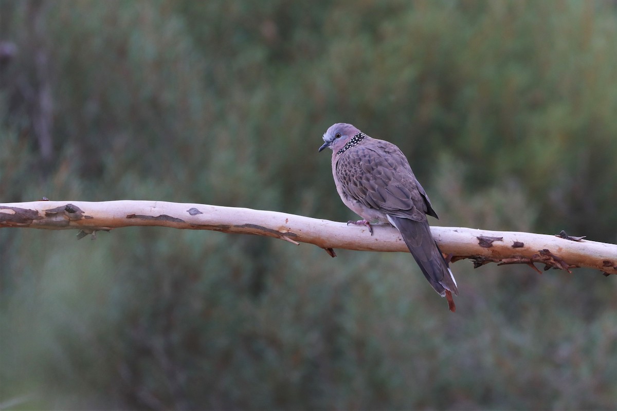 Spotted Dove - ML304098871