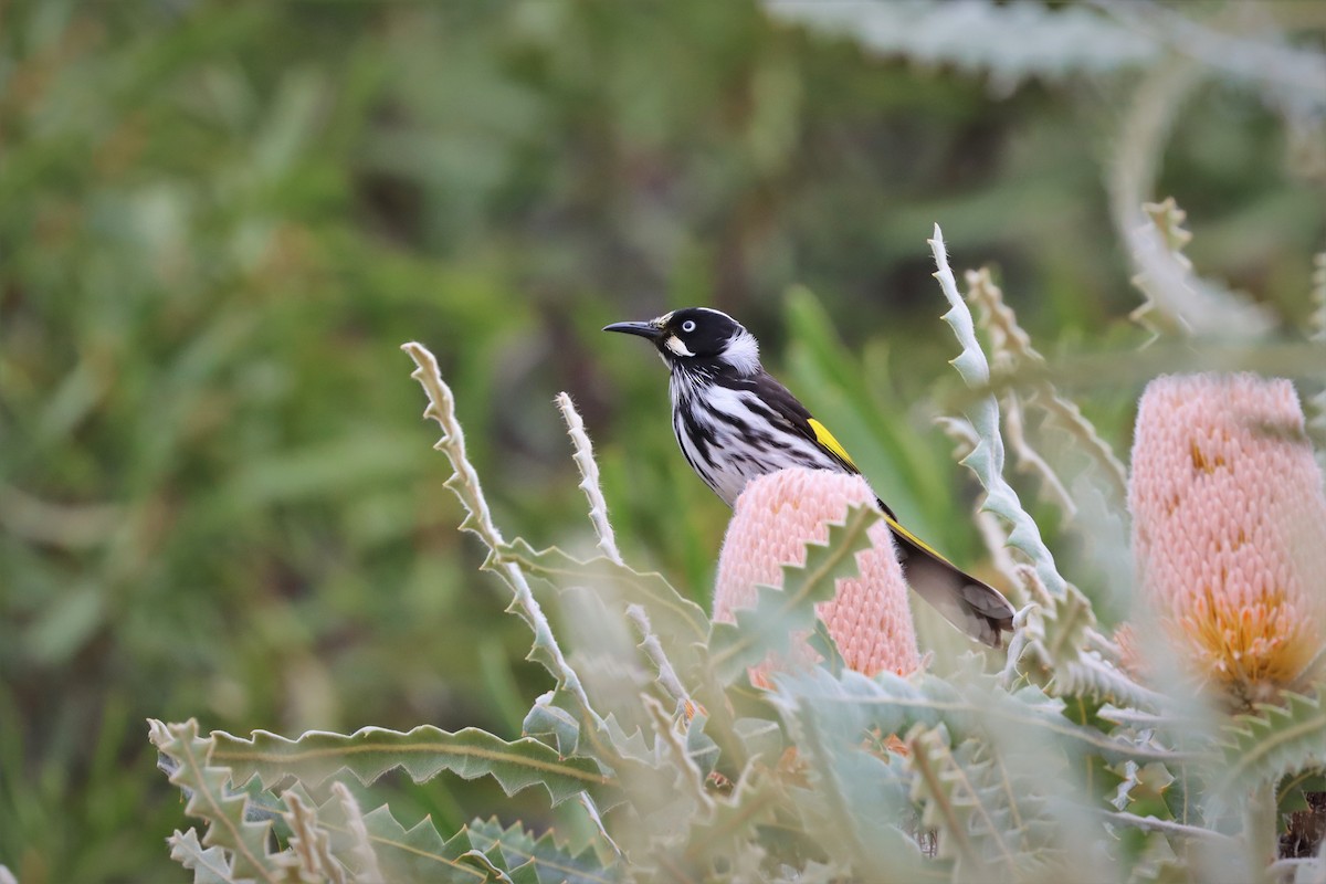 New Holland Honeyeater - ML304098881