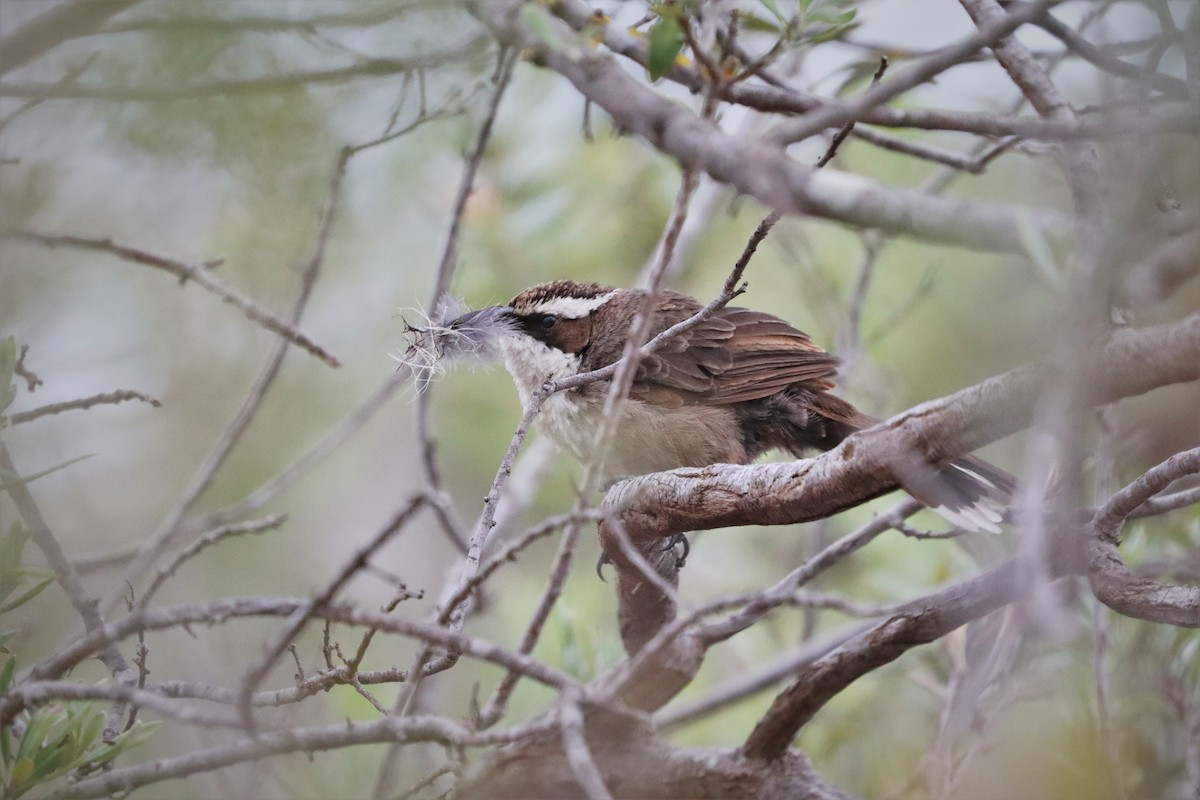 White-browed Babbler - ML304098901