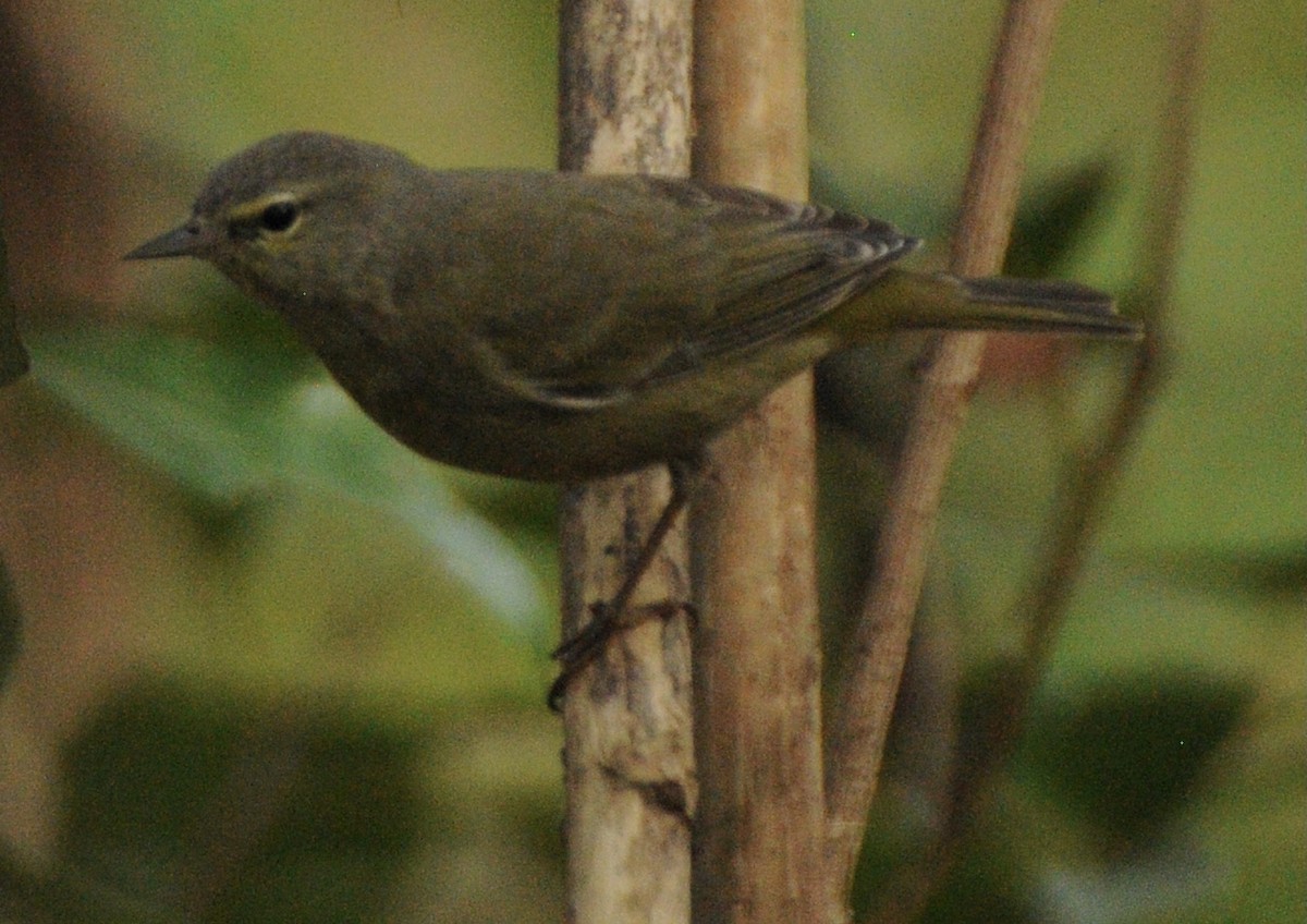 Orange-crowned Warbler - ML304098971