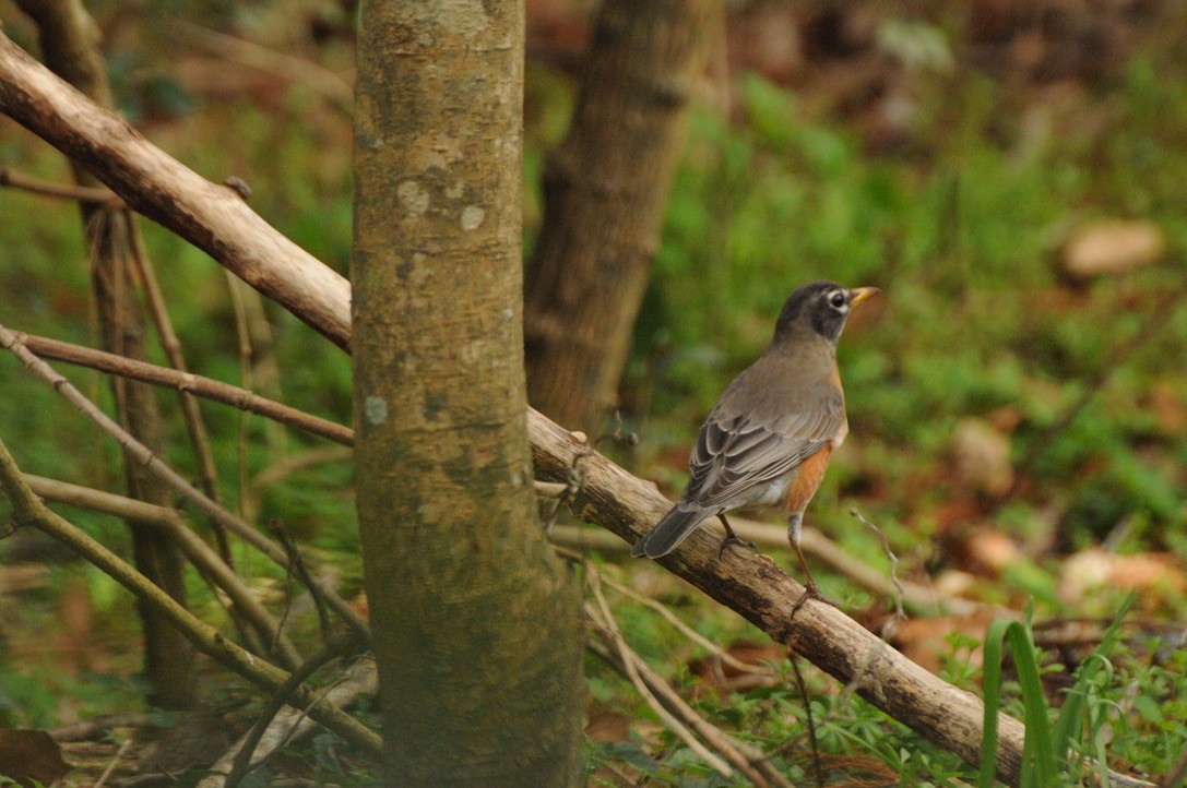 American Robin - ML304099001