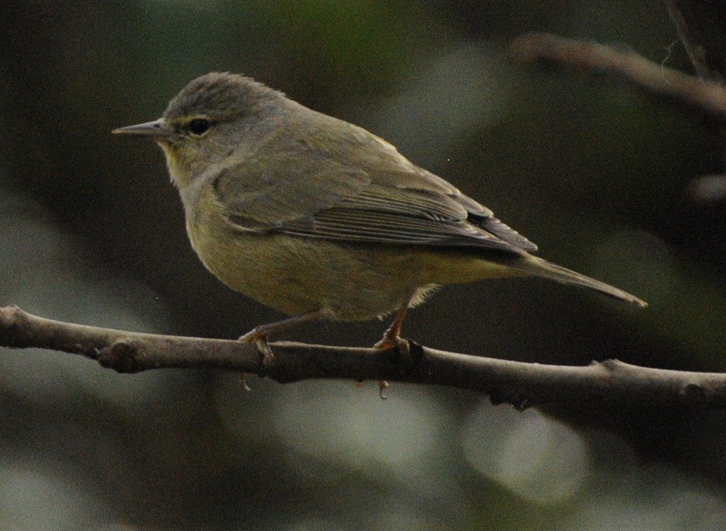 Orange-crowned Warbler - ML304099071