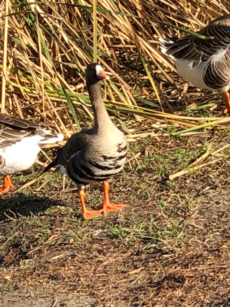 Greater White-fronted Goose - Dodge Engleman
