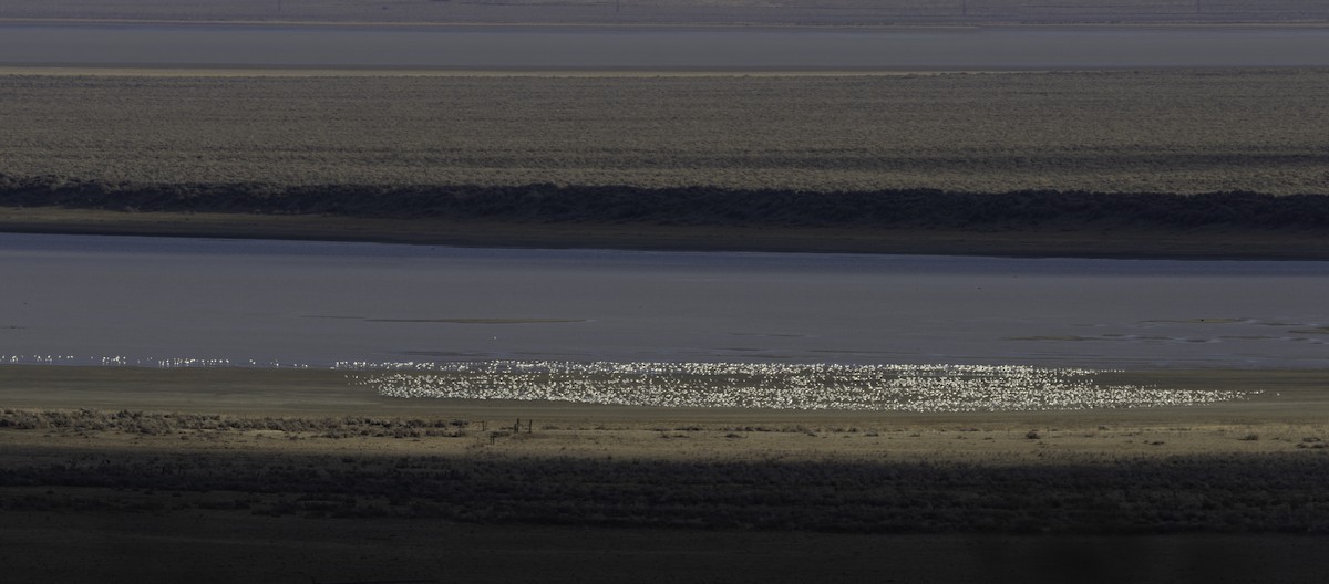 Цасны галуу - ML304100391