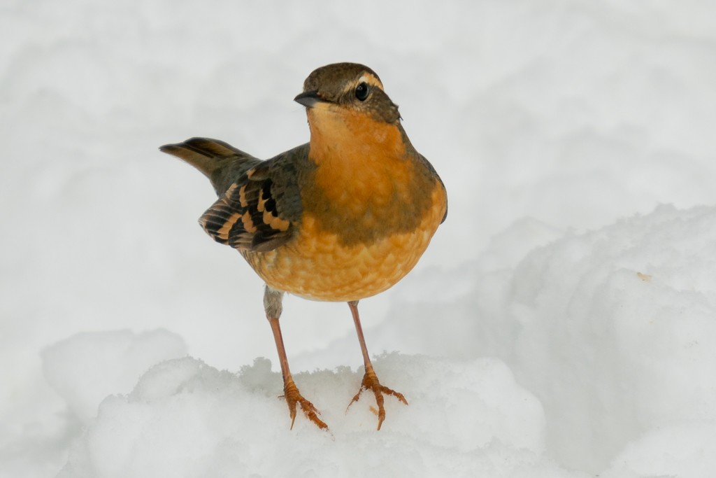 Varied Thrush - ML304101011