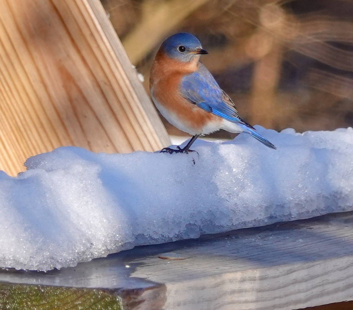 Eastern Bluebird - Larry Theller