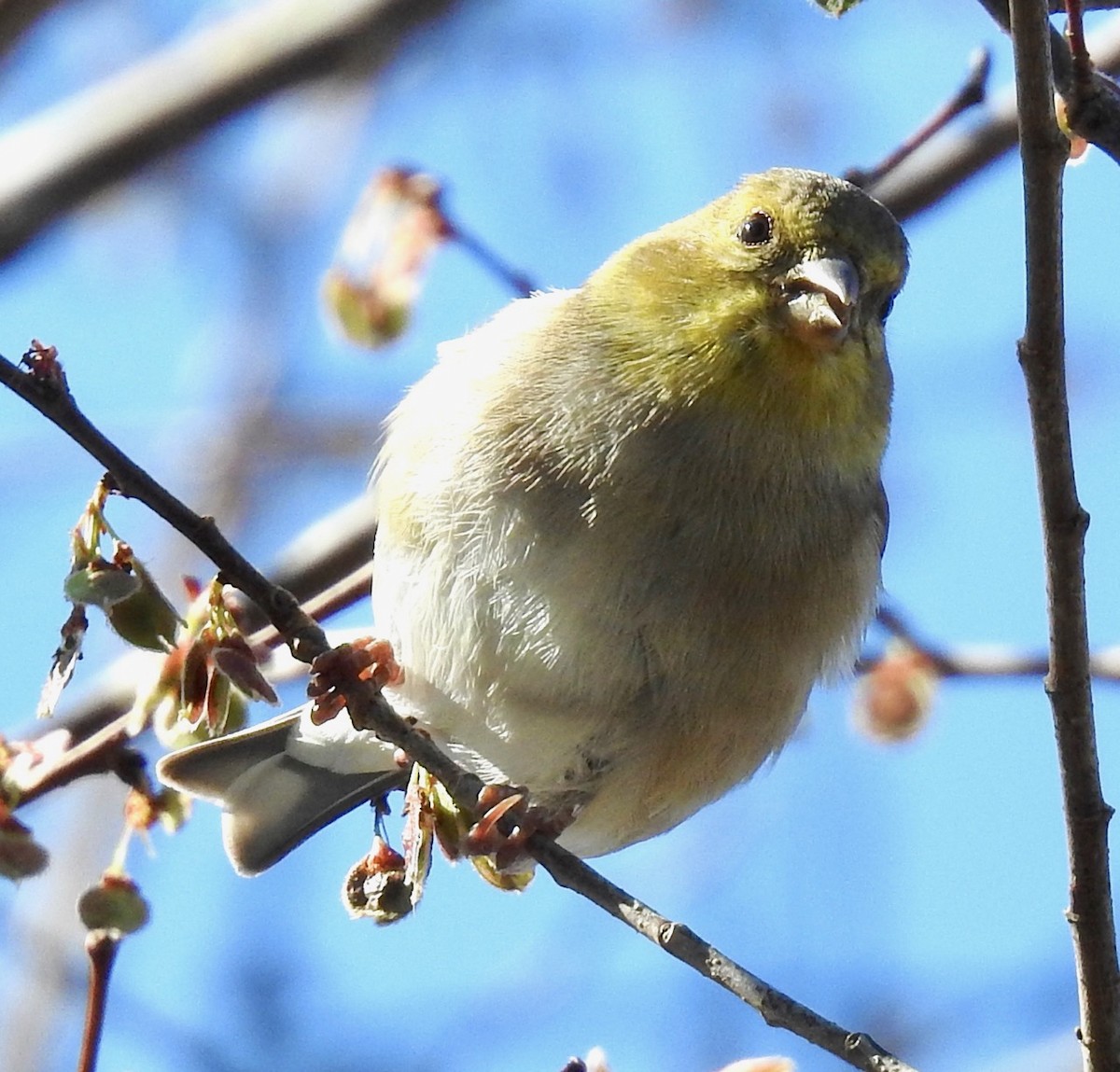 American Goldfinch - ML304101541