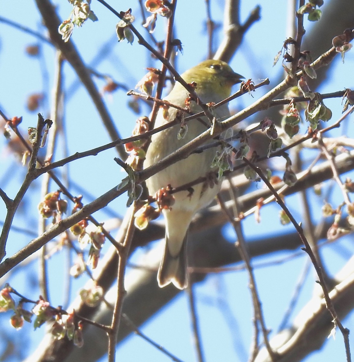 American Goldfinch - ML304101551