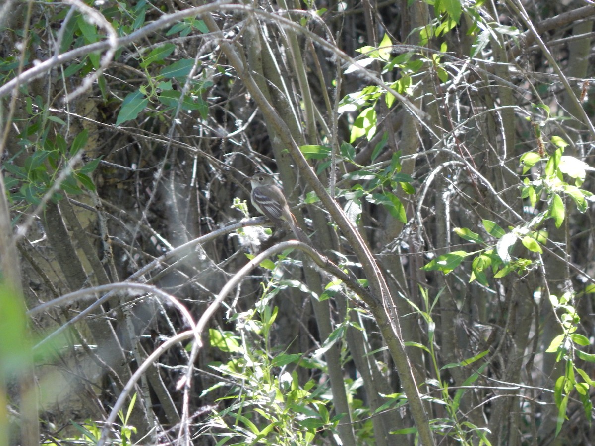 Least Flycatcher - ML30410521