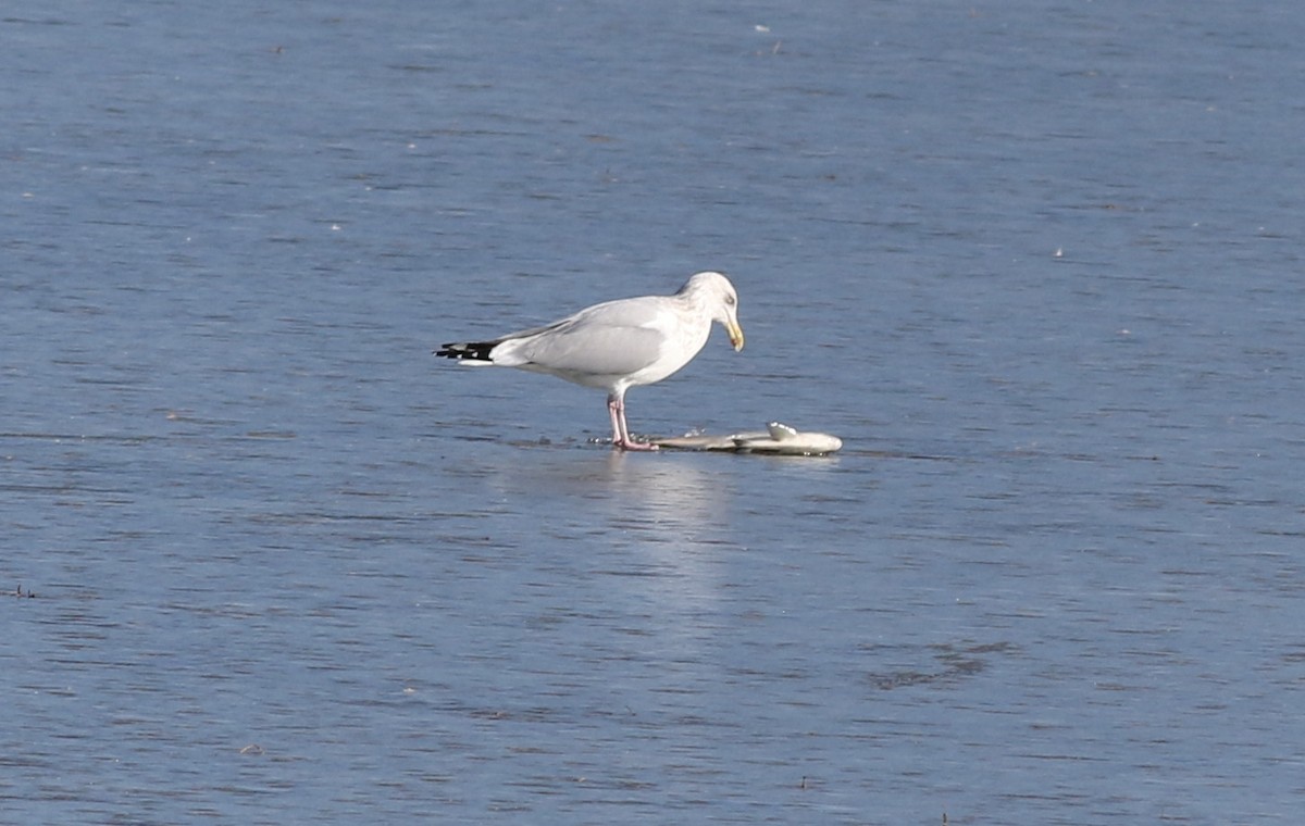 Herring Gull - ML304106371