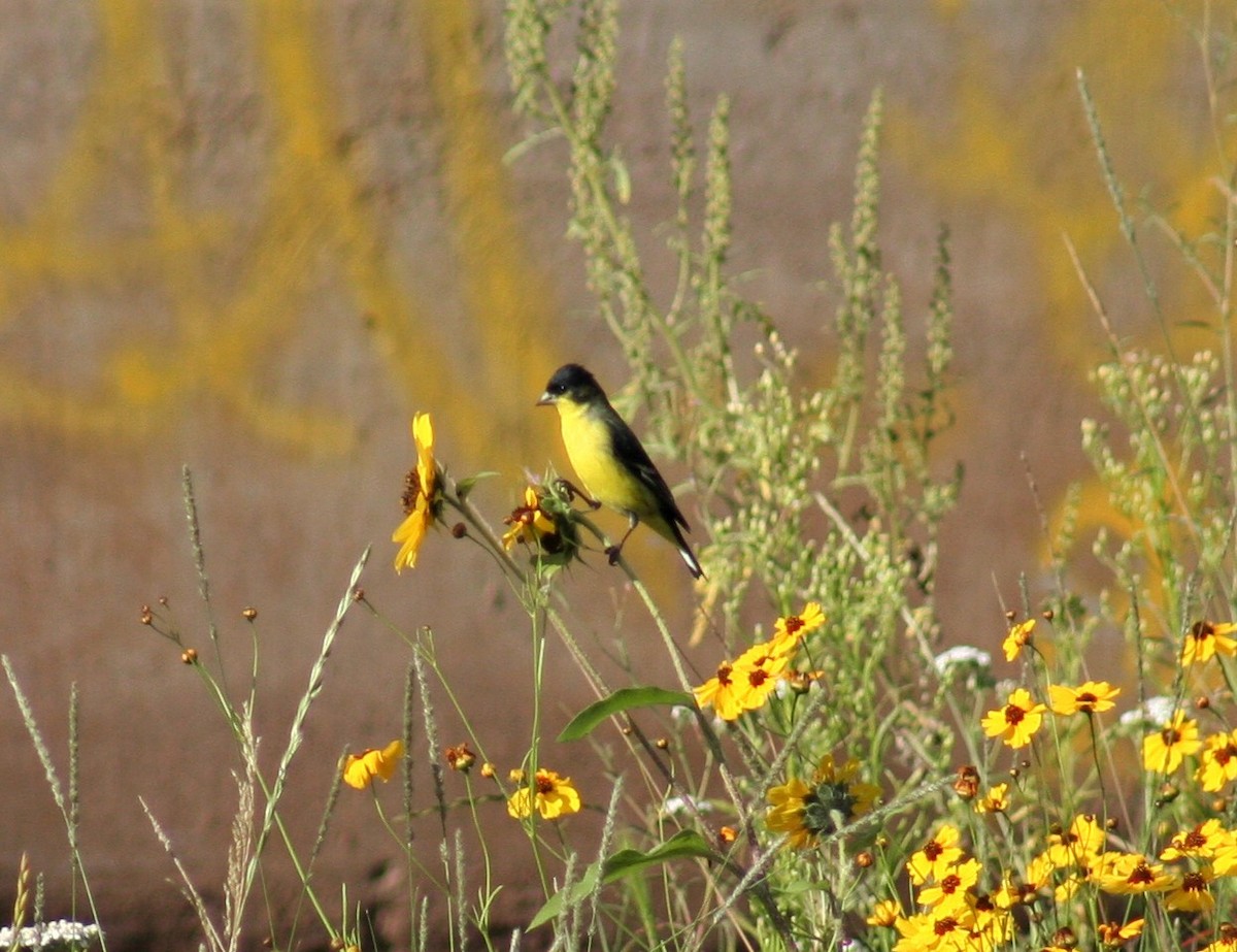 Lesser Goldfinch - Herbert King