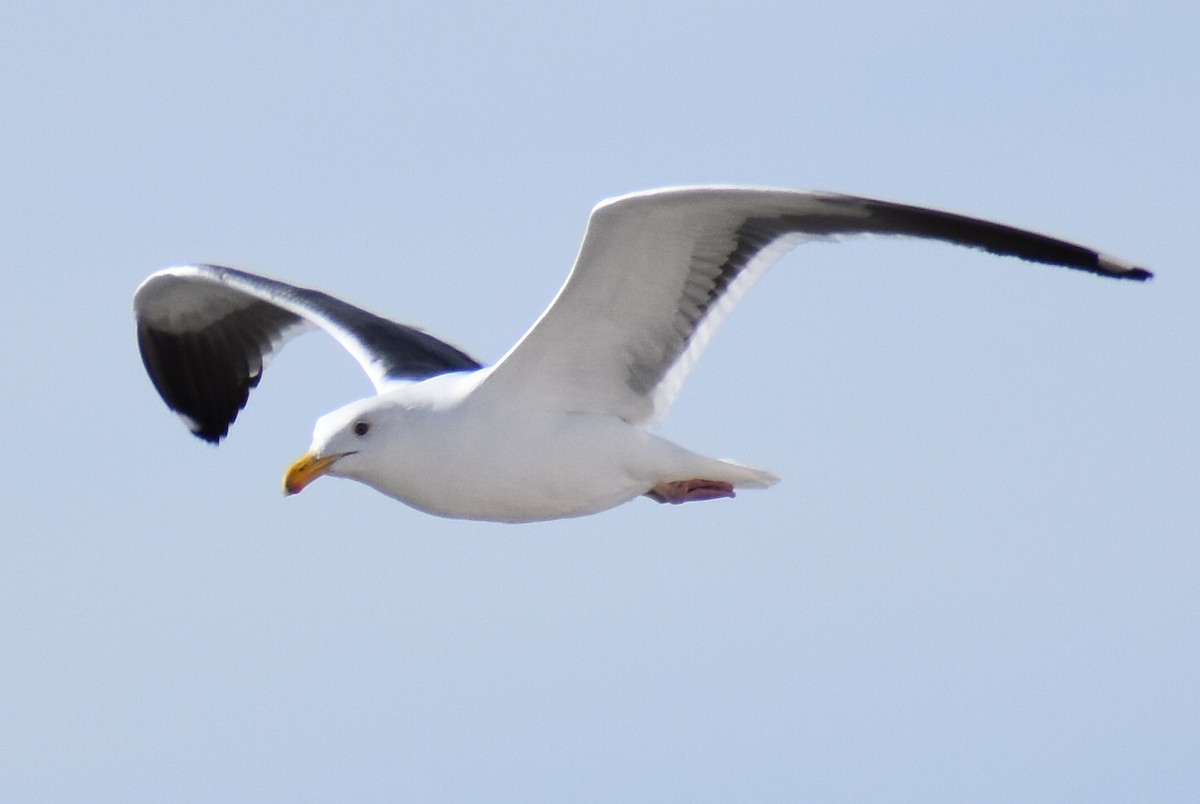 Goéland d'Audubon - ML304108851