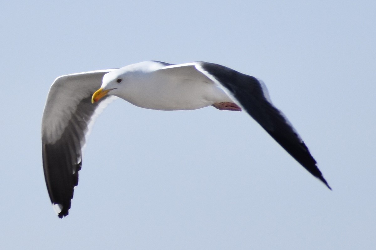 Western Gull - ML304108881