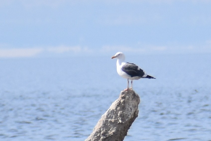 Goéland d'Audubon - ML304108961