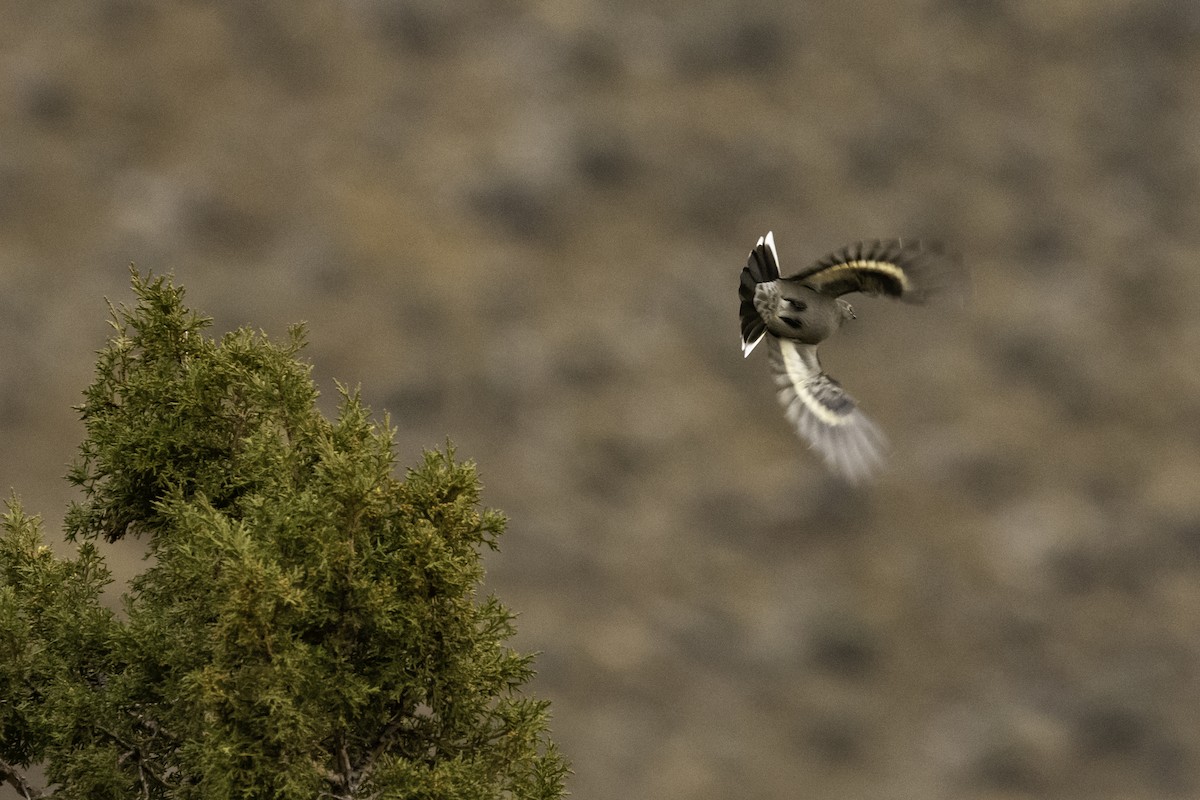 Townsend's Solitaire - ML304109871