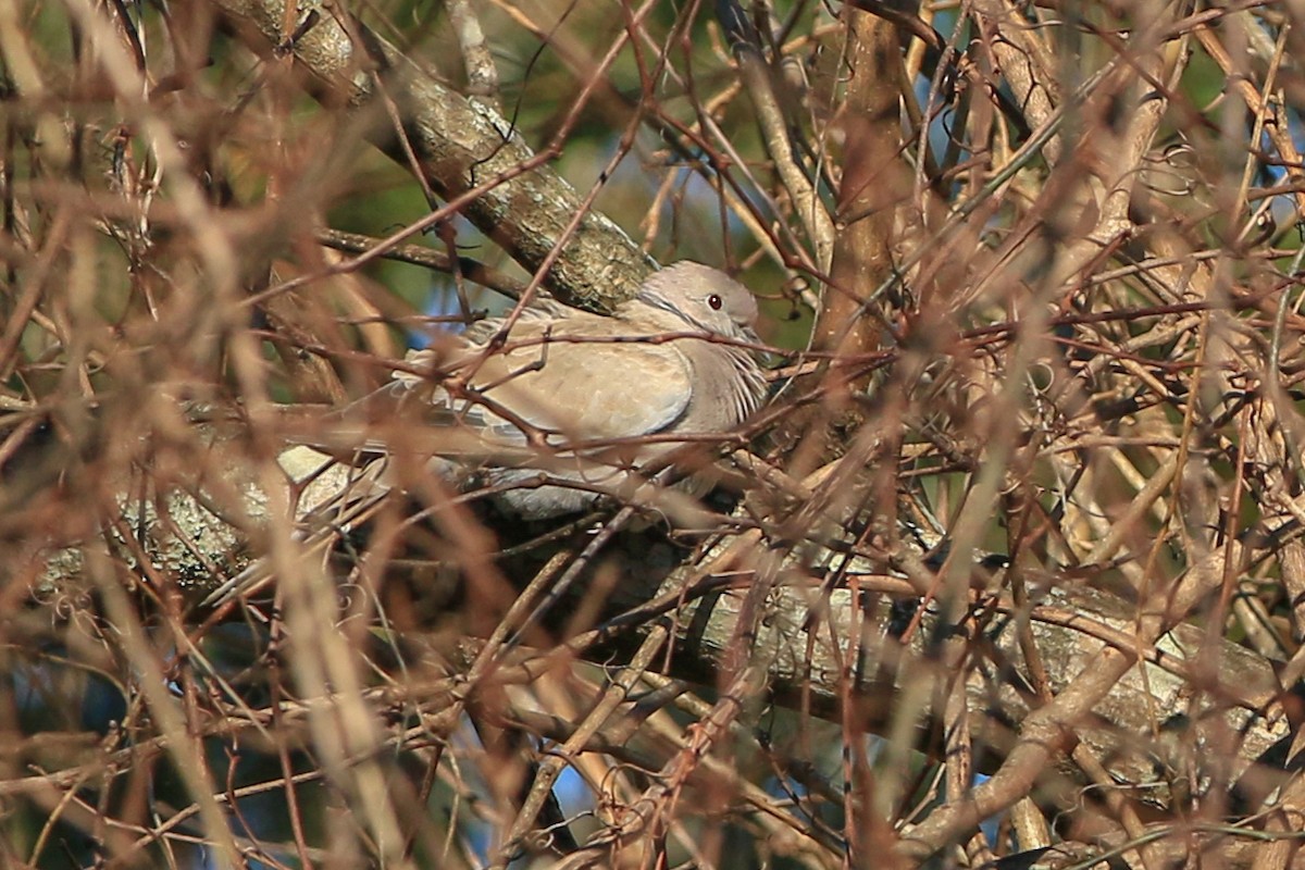 Eurasian Collared-Dove - ML304110711