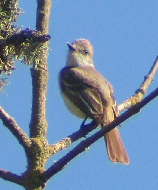 Ash-throated Flycatcher - Steve Nord