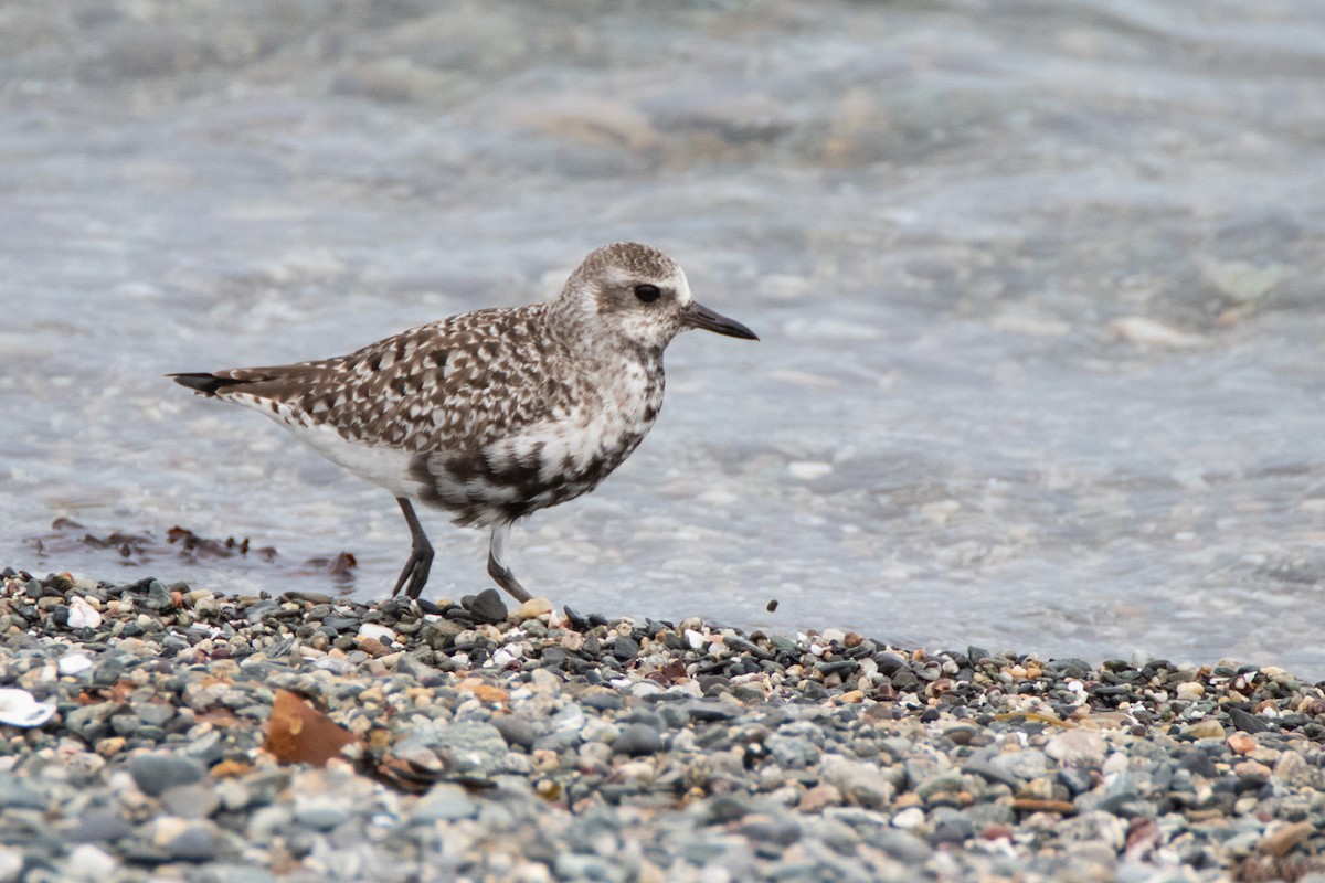 Black-bellied Plover - Percy Ulsamer