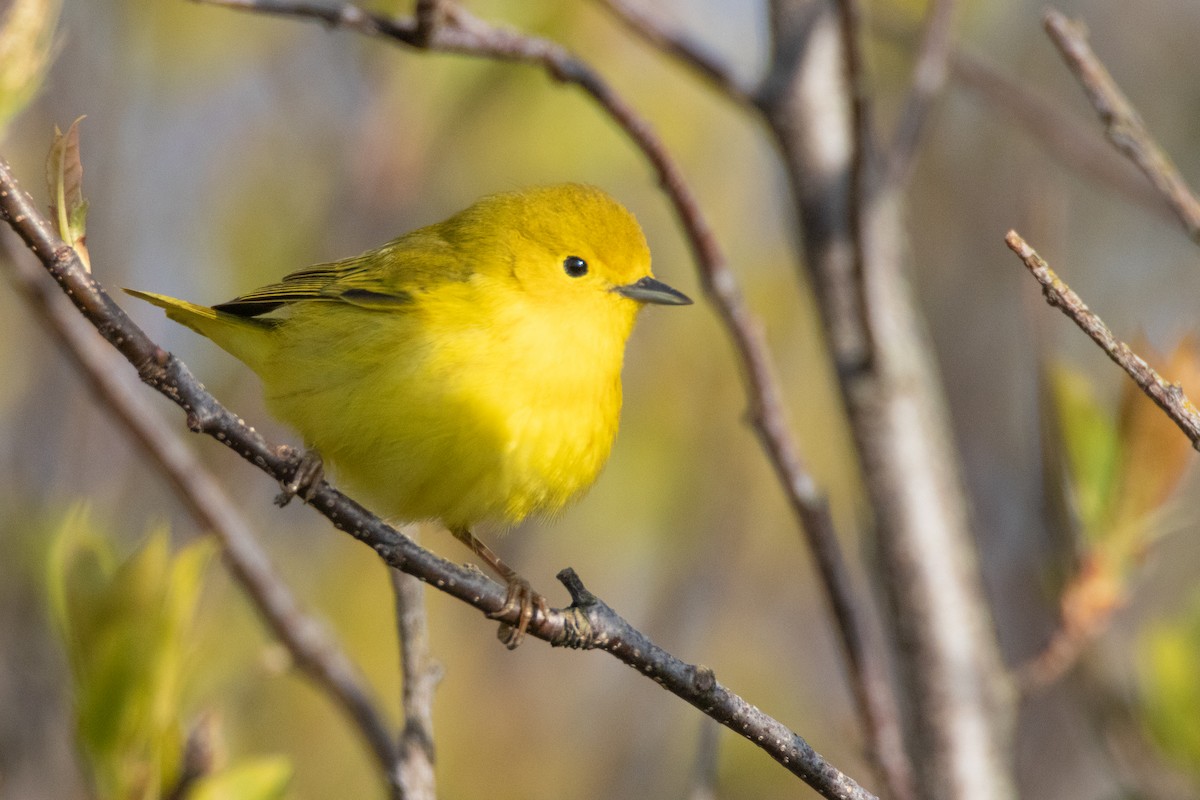 Yellow Warbler - Percy Ulsamer