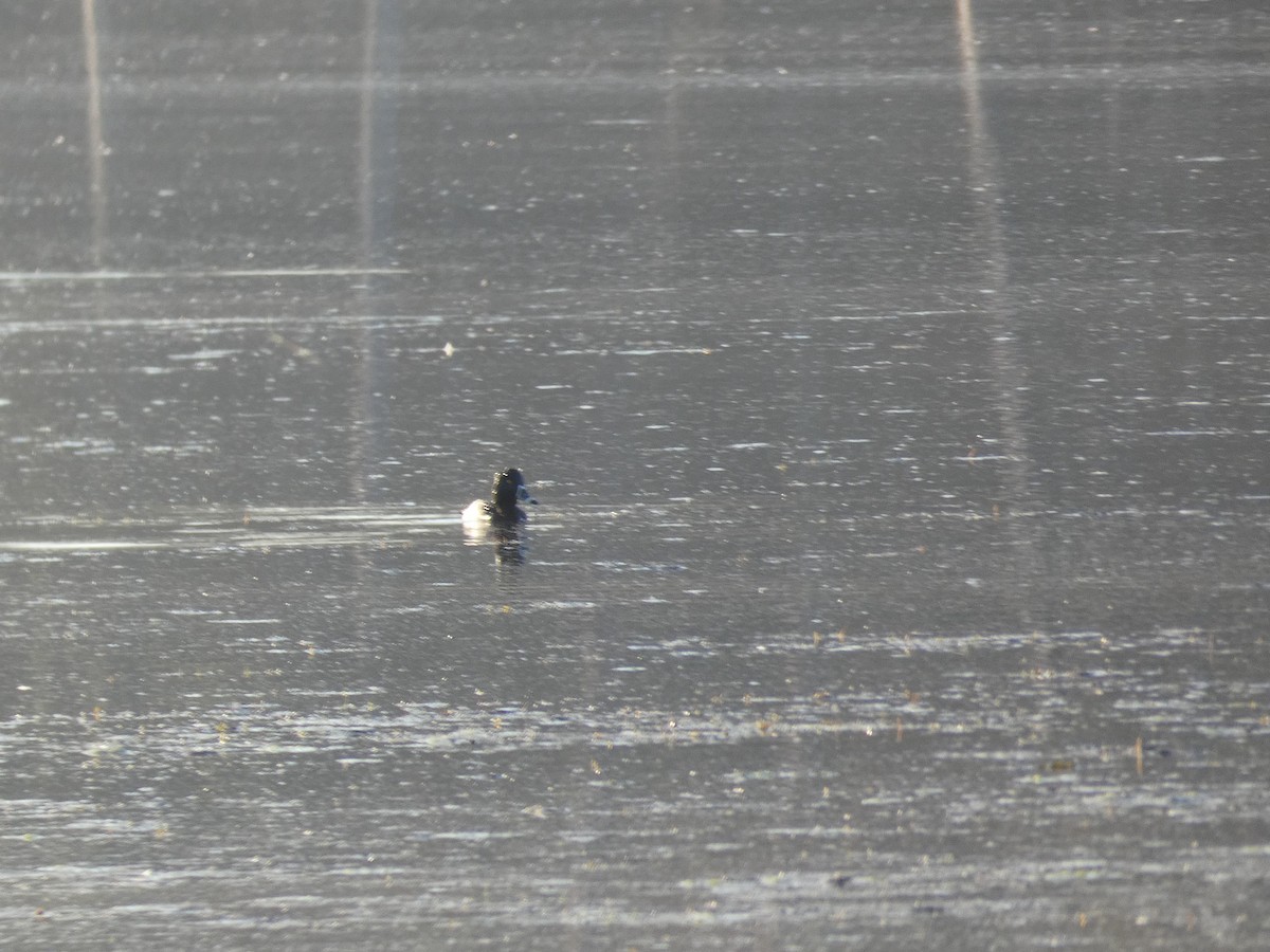 Ring-necked Duck - Joanne "JoJo" Bradbury