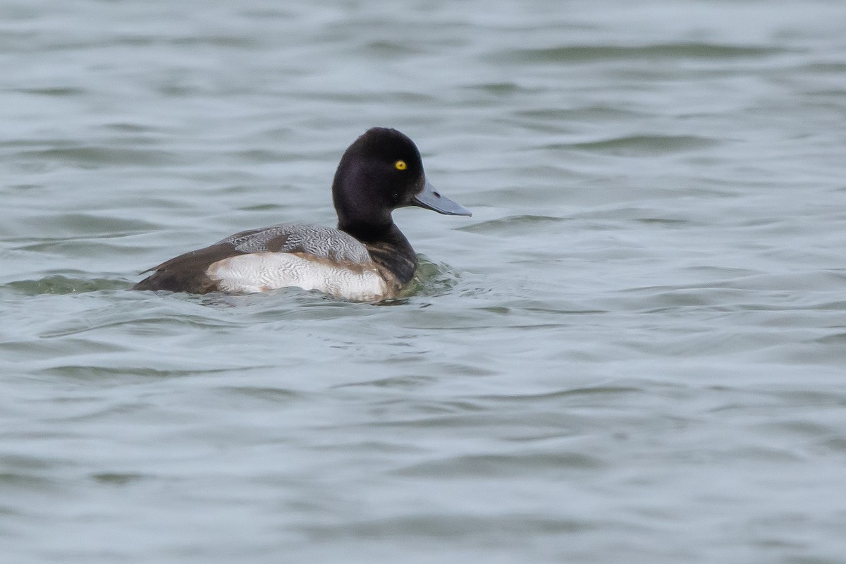 Lesser Scaup - ML304115611