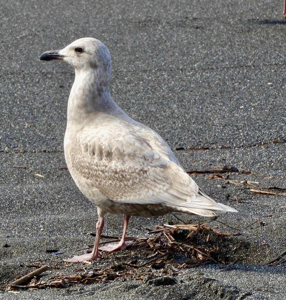 Glaucous-winged Gull - kimberlie moutoux
