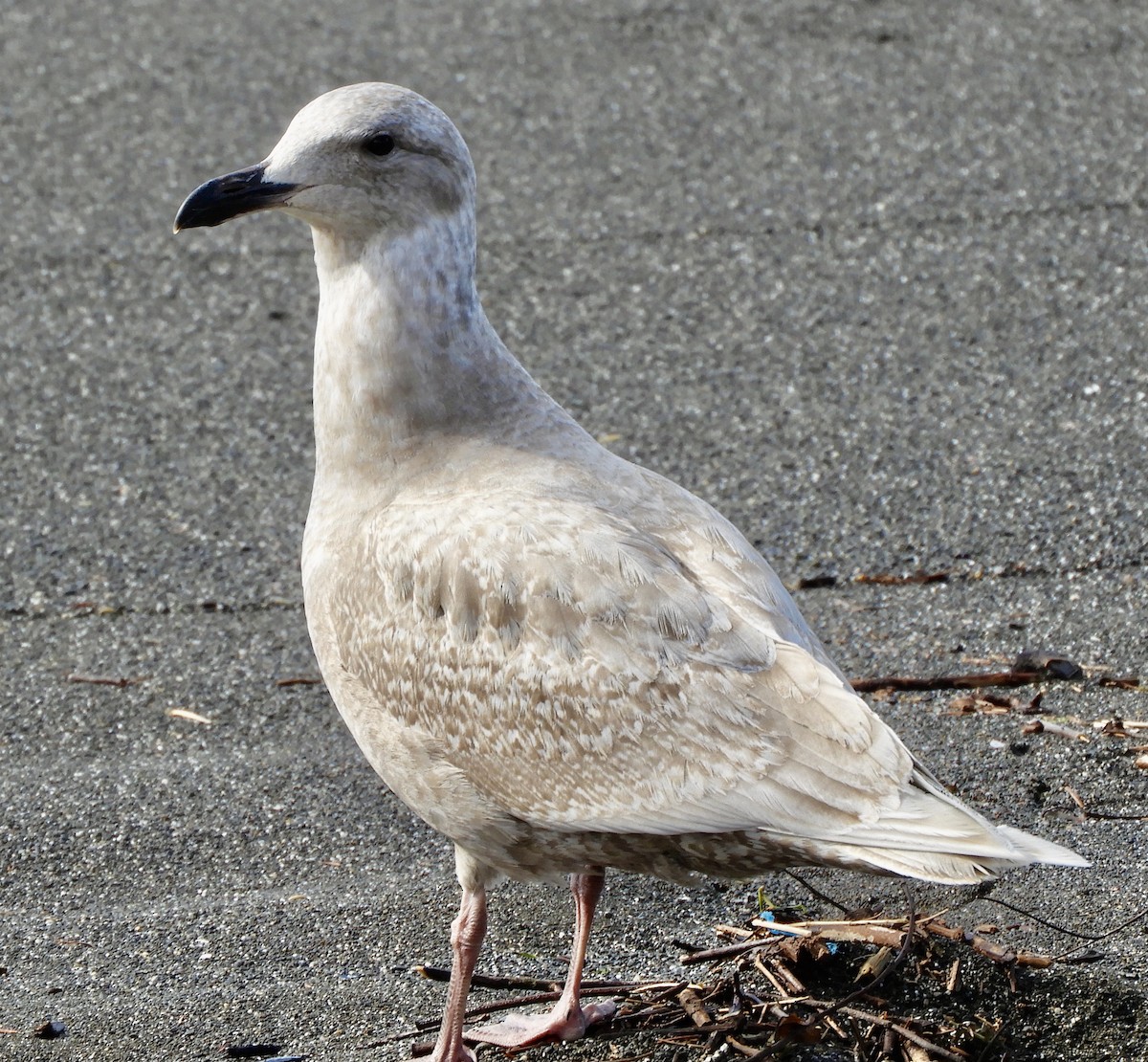 Glaucous-winged Gull - kimberlie moutoux