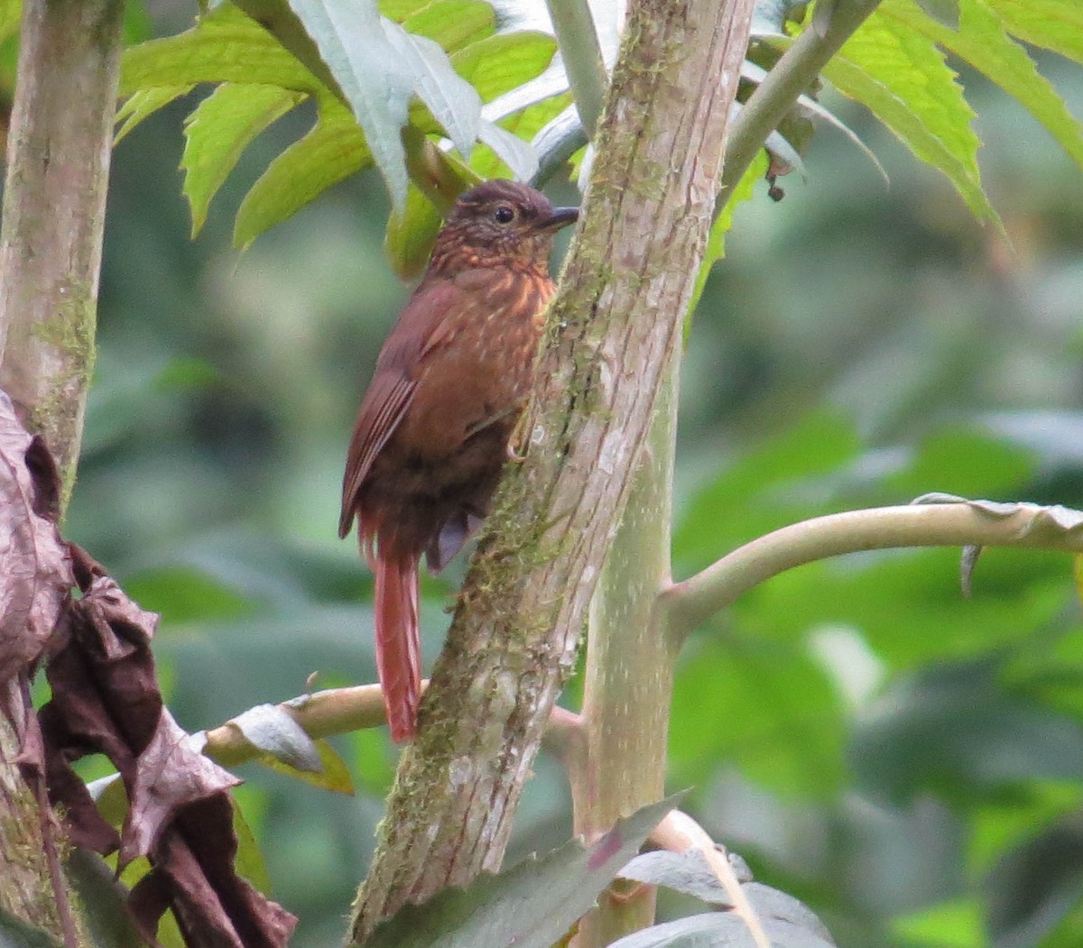 Rusty-winged Barbtail - ML304116371