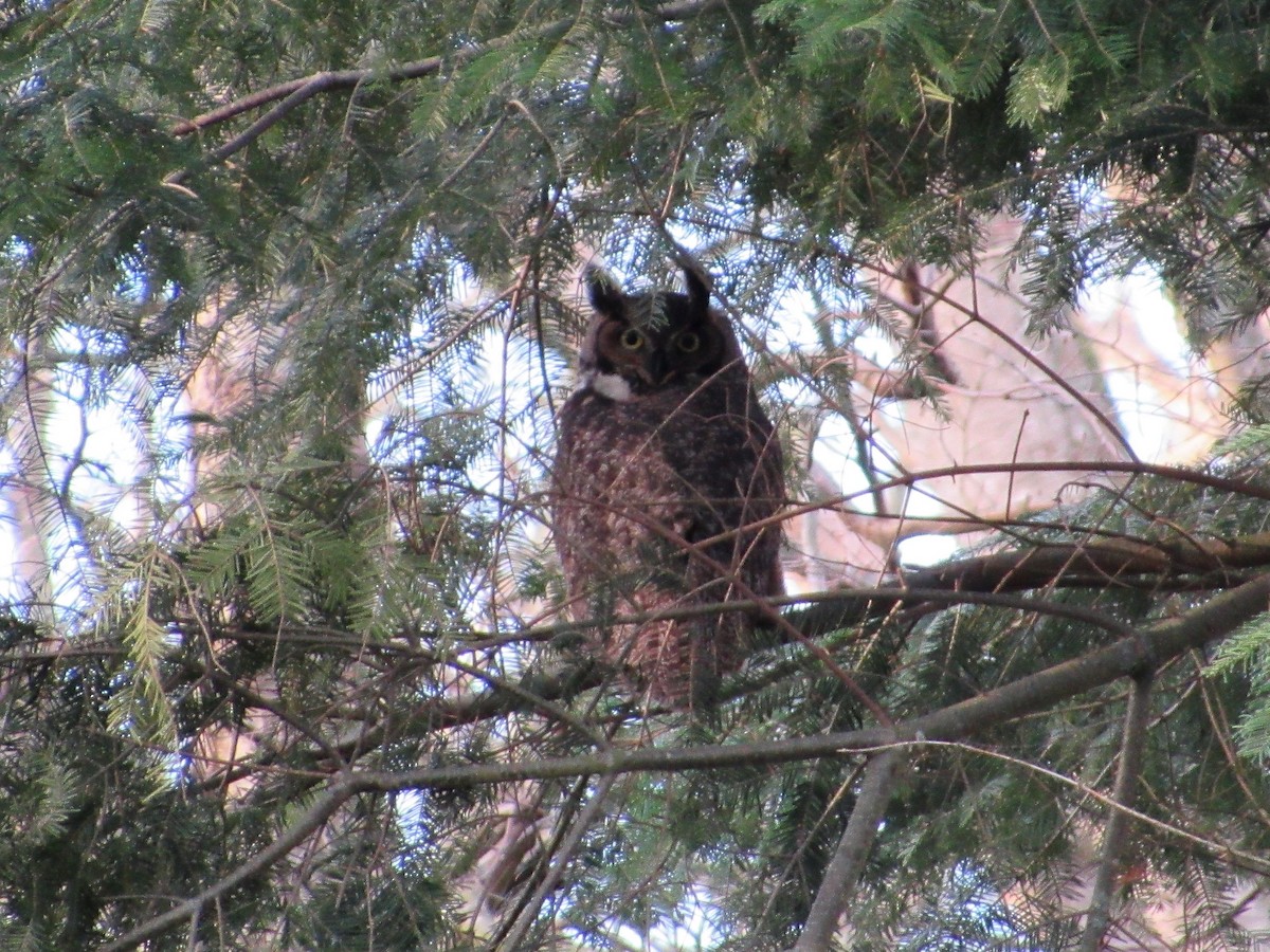 Great Horned Owl - ML304117201